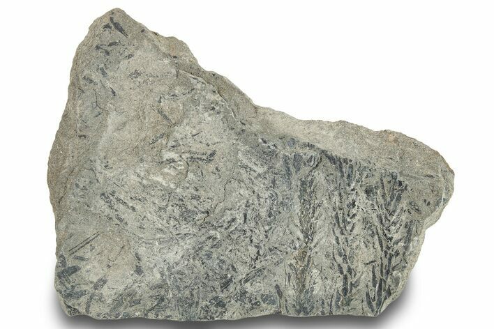 Pennsylvanian Fossil Scale Tree (Lepidodendron) Plate - Kentucky #248192